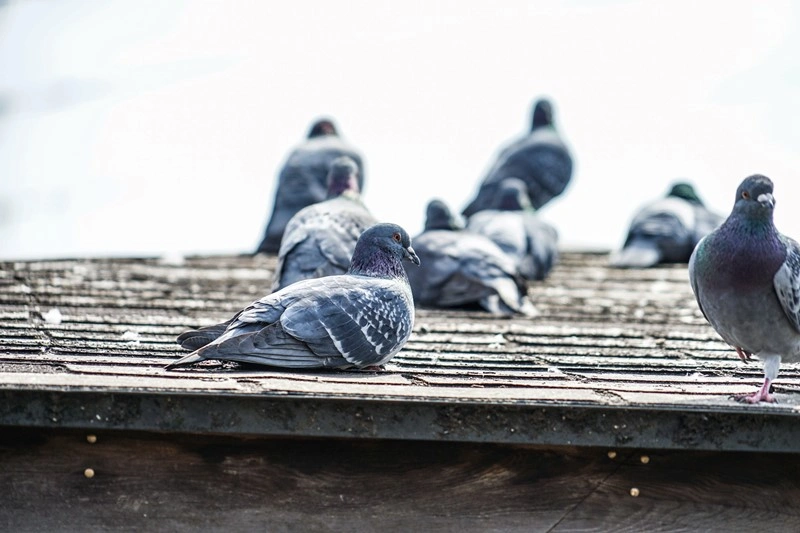 Bird Control
