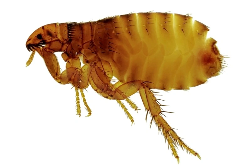 Flea Infestation
