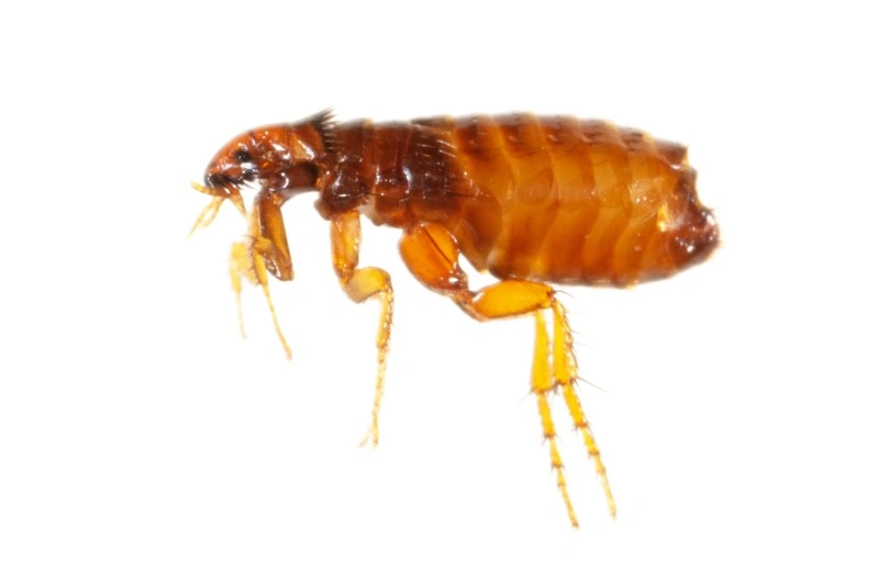 Flea Infestation