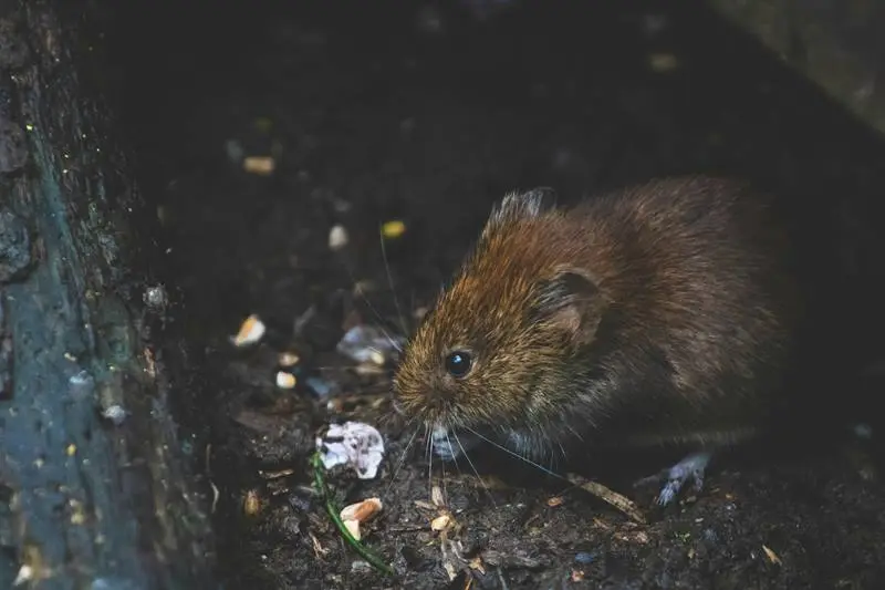Mouse Species