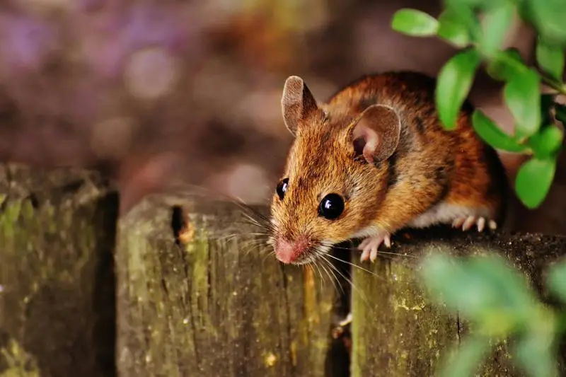 Mice Monitoring
