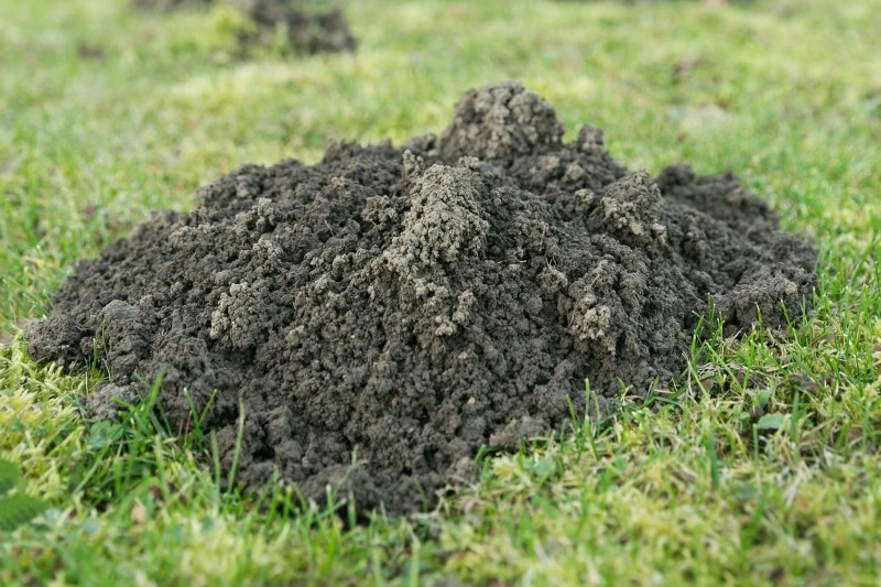 Mole Control