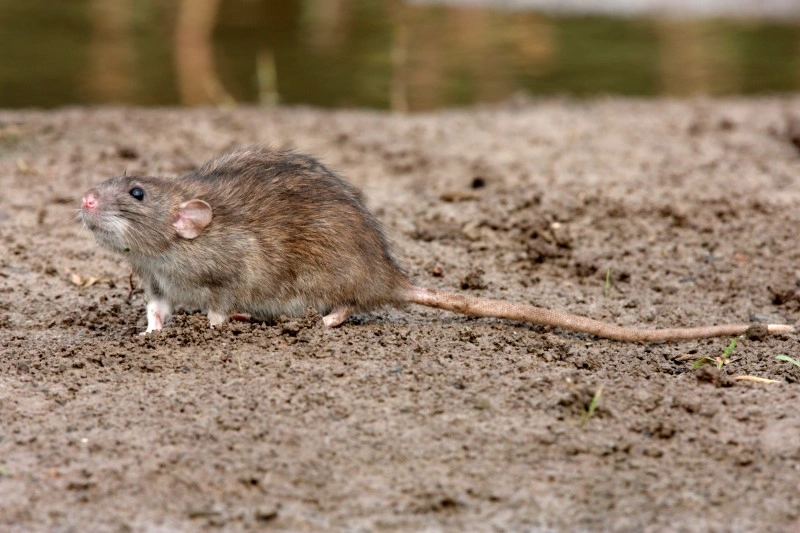 Rat Problem