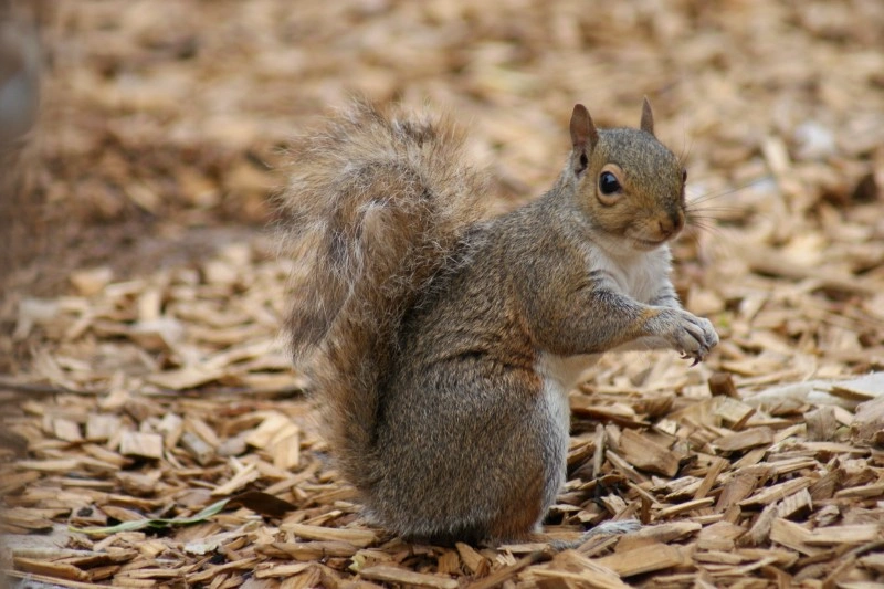 Squirrels 