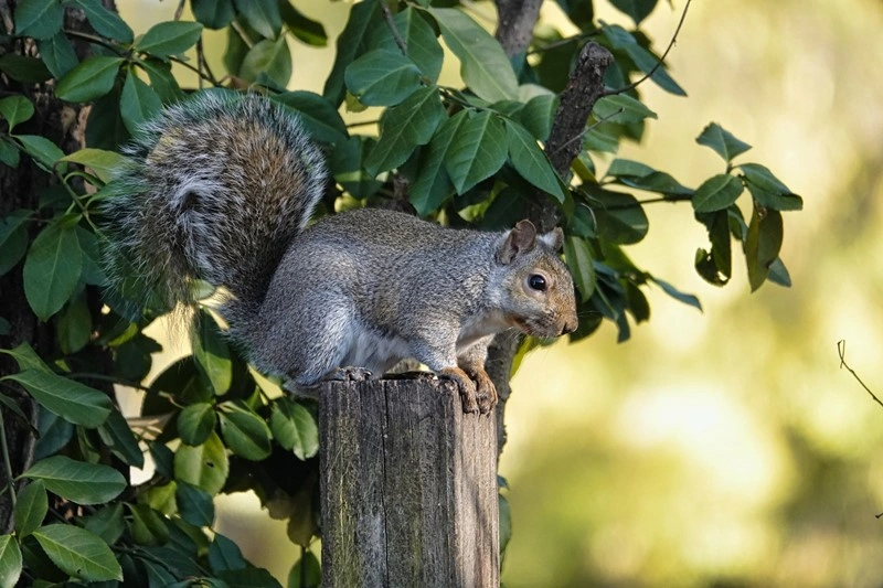 Squirrels