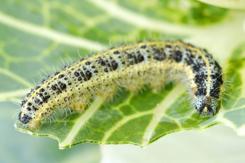 Vegetable and Plant Pests