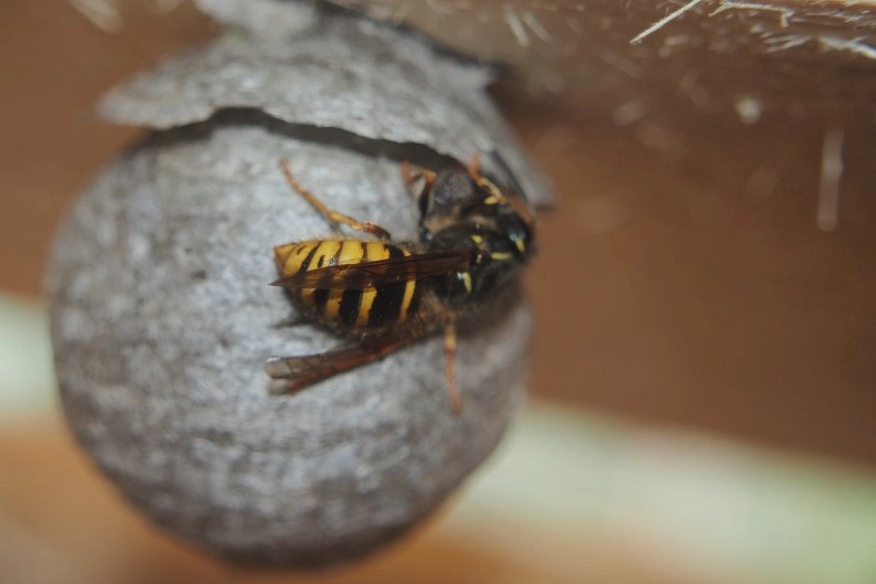 Wasp/Hornet/Bee Control